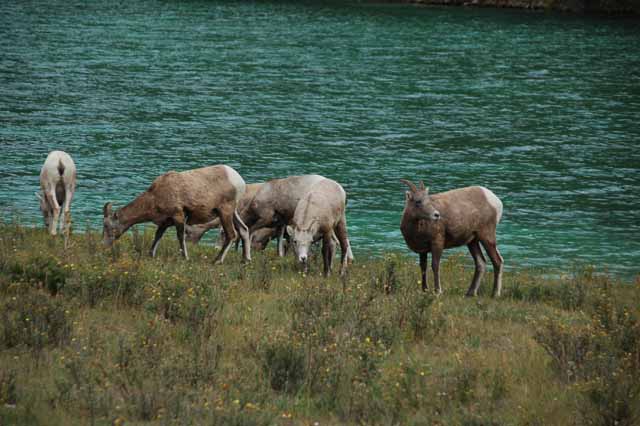 big horn sheep